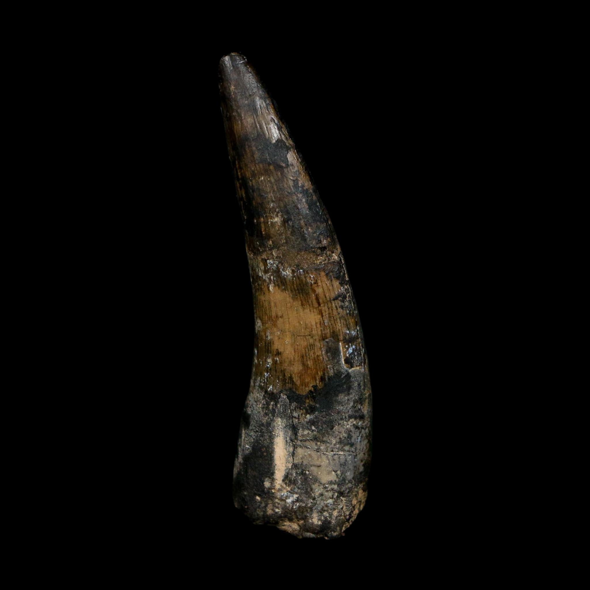 2.1" Suchomimus Fossil Tooth Cretaceous Spinosaurid Dinosaur Elraz FM Niger COA