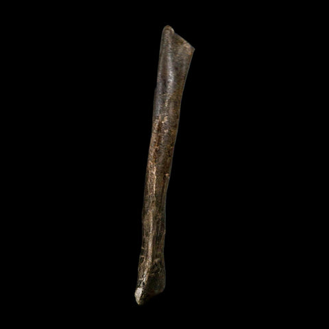 7.5" Tyrannosaur Fossil Metatarsal Bone Cretaceous Dinosaur Two Medicine FM MT COA