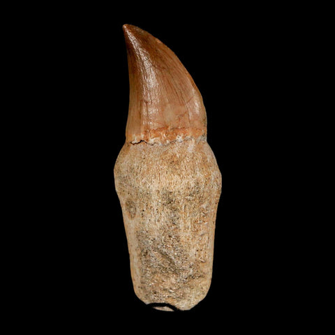 2" Mosasaur Prognathodon Anceps Fossil Tooth Rooted Cretaceous Dinosaur Era COA - Fossil Age Minerals