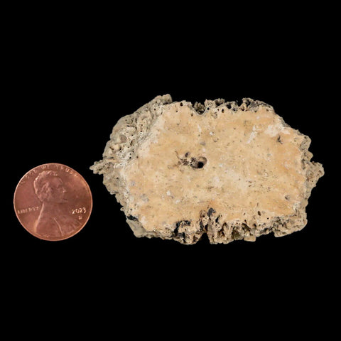 2.2" Glyptodon Fossil Osteoderm Scute Plate Bony Armor Pleistocene Uruguay COA - Fossil Age Minerals
