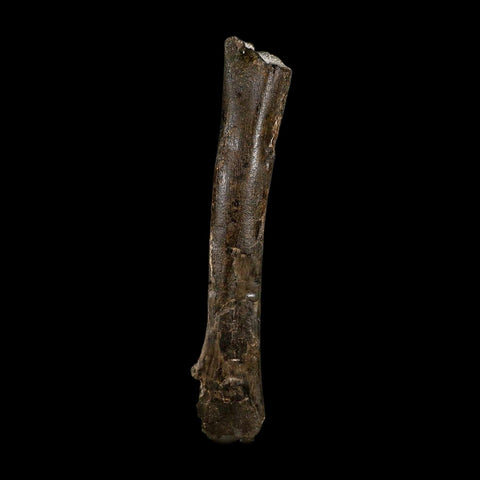 7.5" Tyrannosaur Fossil Metatarsal Bone Cretaceous Dinosaur Two Medicine FM MT COA