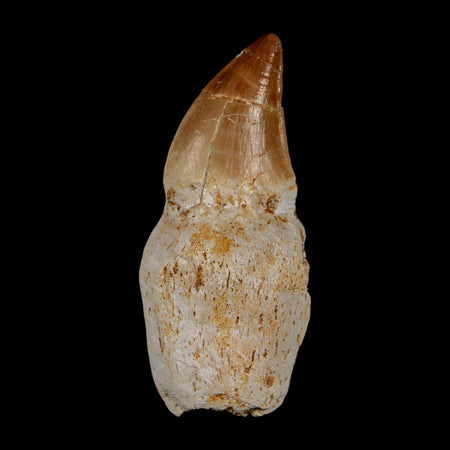 2.5" Mosasaur Prognathodon Anceps Fossil Tooth Rooted Cretaceous Dinosaur Era COA