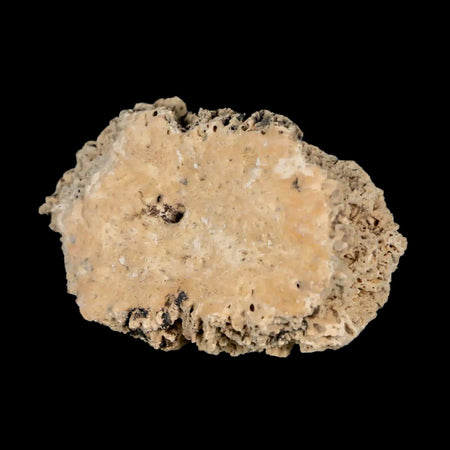 2.2" Glyptodon Fossil Osteoderm Scute Plate Bony Armor Pleistocene Uruguay COA