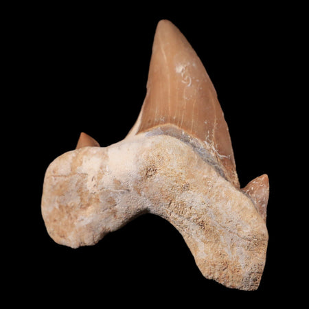 1.8" Otodus Obliquus Shark Fossil Tooth Specimen Oued Zem Morocco COA