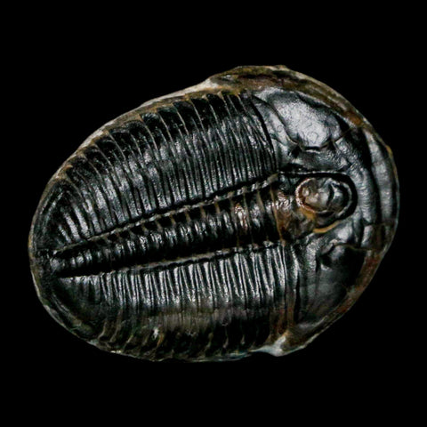 1.2" Elrathia Kingi Trilobite Fossil Utah Cambrian Age 521 Million Years Old COA - Fossil Age Minerals