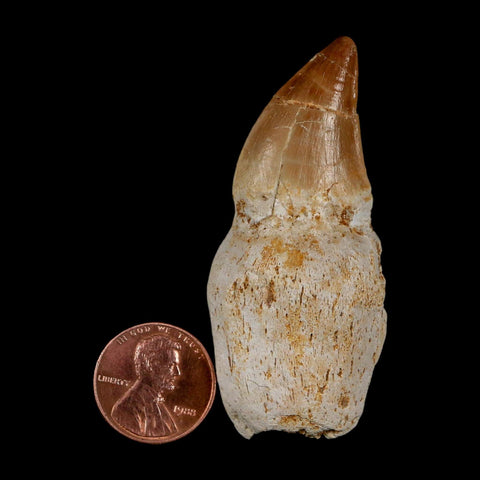 2.5" Mosasaur Prognathodon Anceps Fossil Tooth Rooted Cretaceous Dinosaur Era COA - Fossil Age Minerals