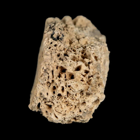 2.2" Glyptodon Fossil Osteoderm Scute Plate Bony Armor Pleistocene Uruguay COA - Fossil Age Minerals