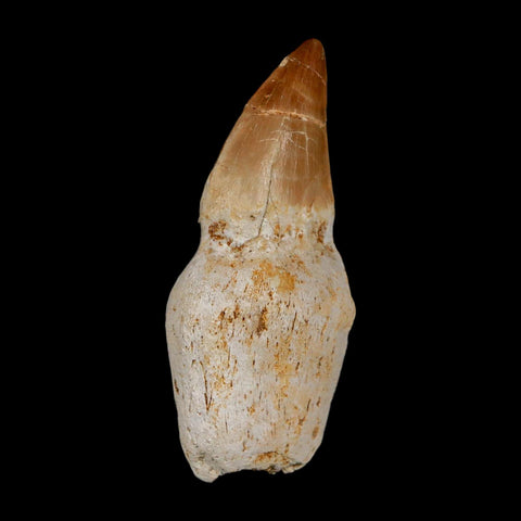 2.5" Mosasaur Prognathodon Anceps Fossil Tooth Rooted Cretaceous Dinosaur Era COA - Fossil Age Minerals