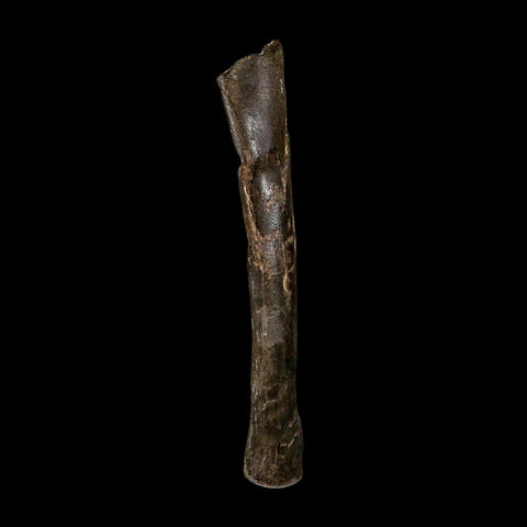 7.5" Tyrannosaur Fossil Metatarsal Bone Cretaceous Dinosaur Two Medicine FM MT COA