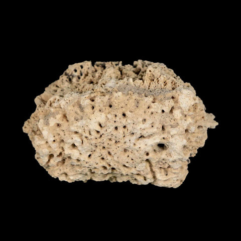 2.2" Glyptodon Fossil Osteoderm Scute Plate Bony Armor Pleistocene Uruguay COA - Fossil Age Minerals