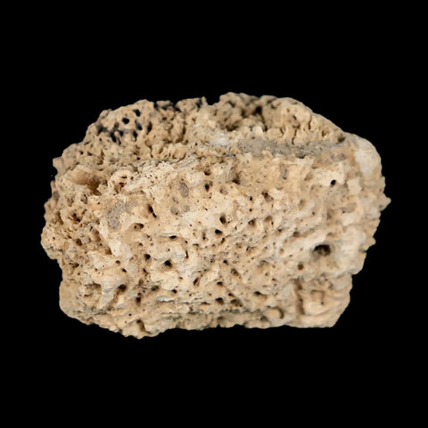 2.2" Glyptodon Fossil Osteoderm Scute Plate Bony Armor Pleistocene Uruguay COA - Fossil Age Minerals