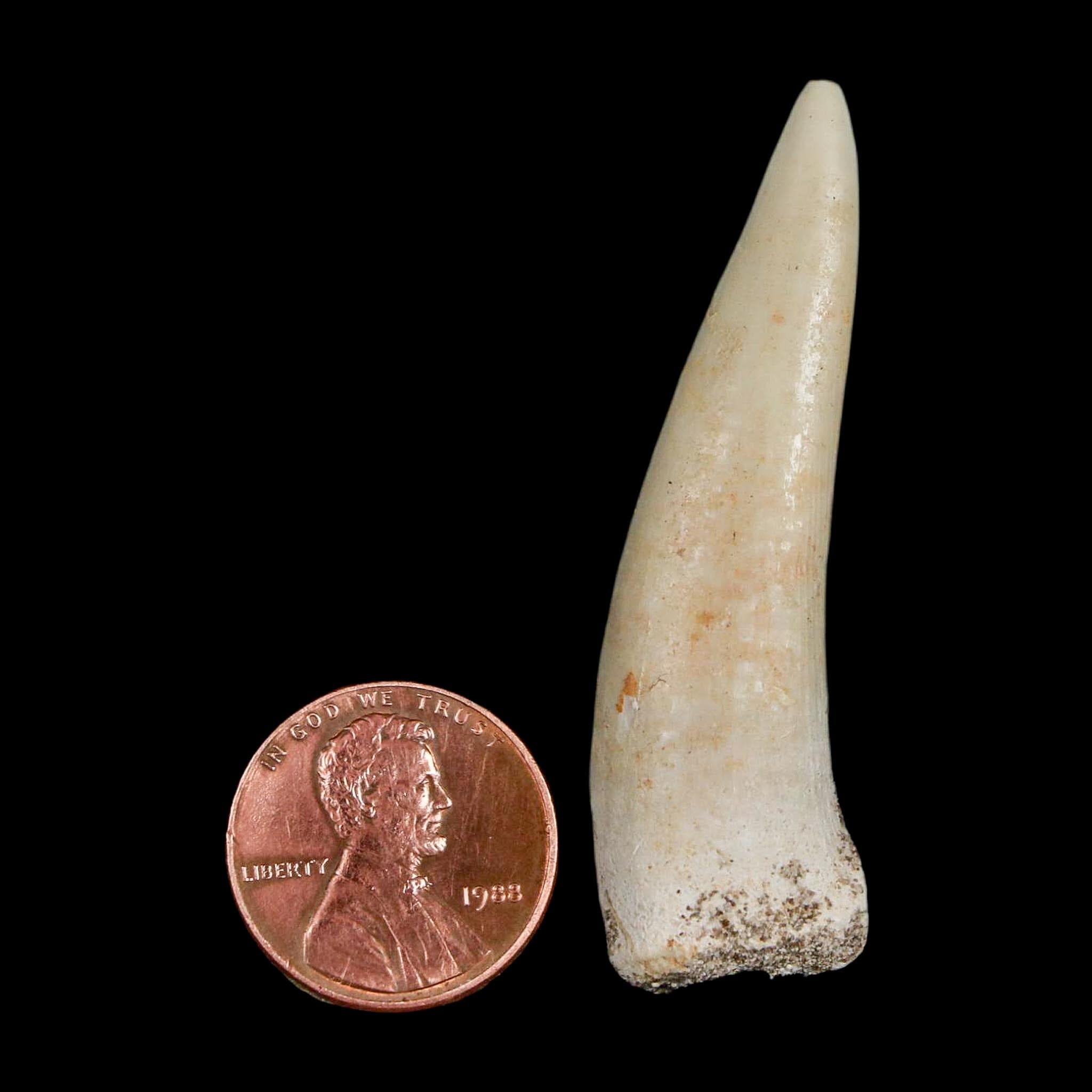 XL 2.1" Saber Toothed Herring Fossil Fang Enchodus Libycus Cretaceous COA Stand - Fossil Age Minerals