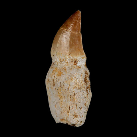 2.5" Mosasaur Prognathodon Anceps Fossil Tooth Rooted Cretaceous Dinosaur Era COA - Fossil Age Minerals