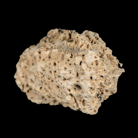 2.2" Glyptodon Fossil Osteoderm Scute Plate Bony Armor Pleistocene Uruguay COA - Fossil Age Minerals