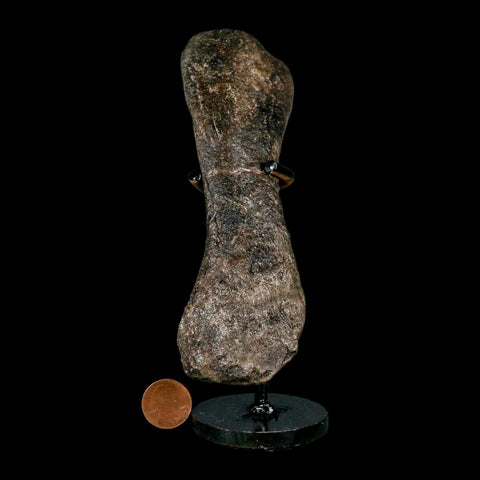 5.6" Hypacrosaurus Dinosaur Fossil Toe Bone Two Medicine FM MT COA, Stand