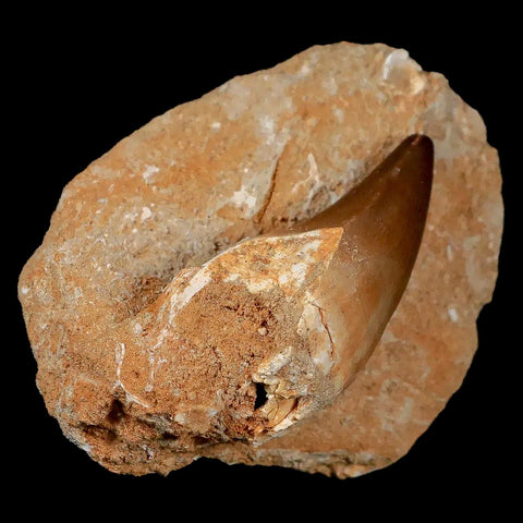 XL 2.1" Mosasaur Prognathodon Fossil Tooth In Matrix Cretaceous Dinosaur Era COA - Fossil Age Minerals