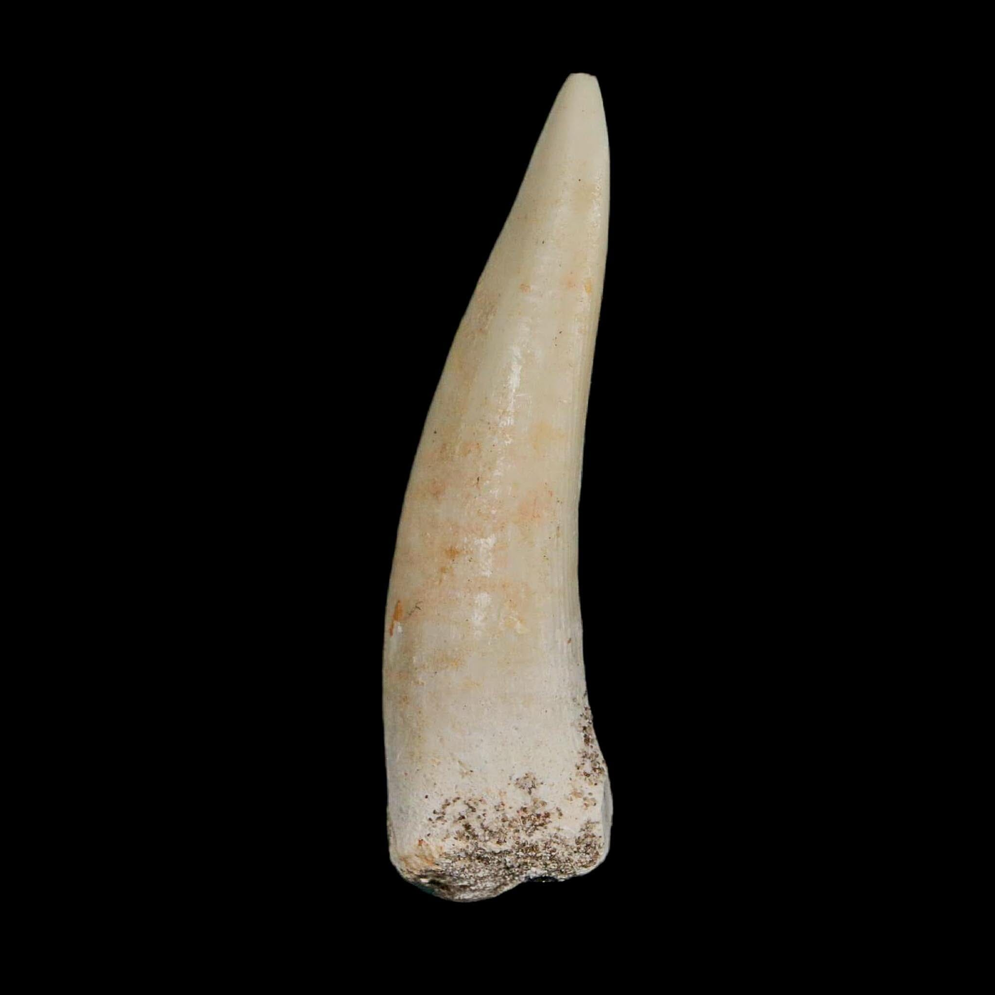 XL 2.1" Saber Toothed Herring Fossil Fang Enchodus Libycus Cretaceous COA Stand - Fossil Age Minerals