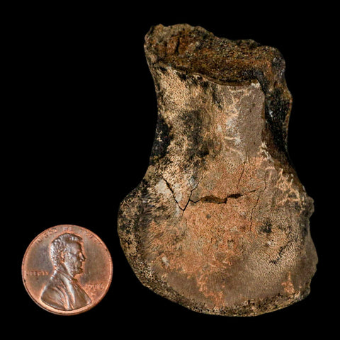 2.3" Brachylophosaurus Fossil Femur End Cretaceous Dinosaur Judith River FM MT COA - Fossil Age Minerals