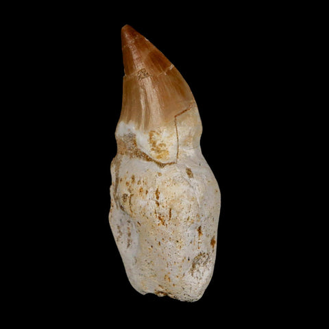 2.5" Mosasaur Prognathodon Anceps Fossil Tooth Rooted Cretaceous Dinosaur Era COA - Fossil Age Minerals