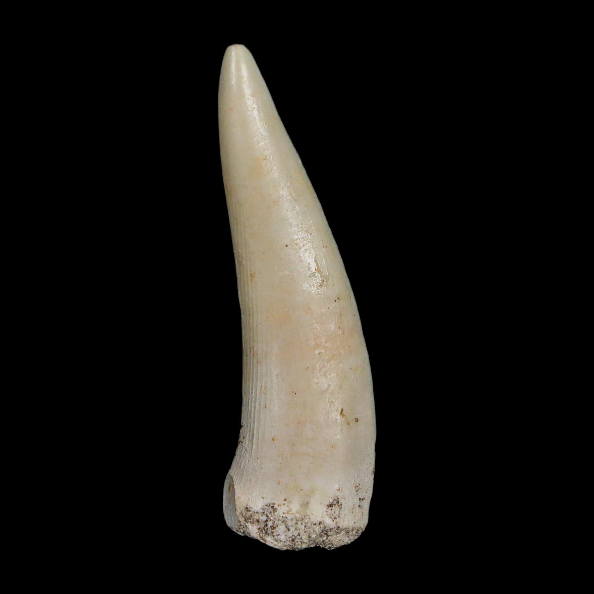 XL 2.1" Saber Toothed Herring Fossil Fang Enchodus Libycus Cretaceous COA Stand - Fossil Age Minerals