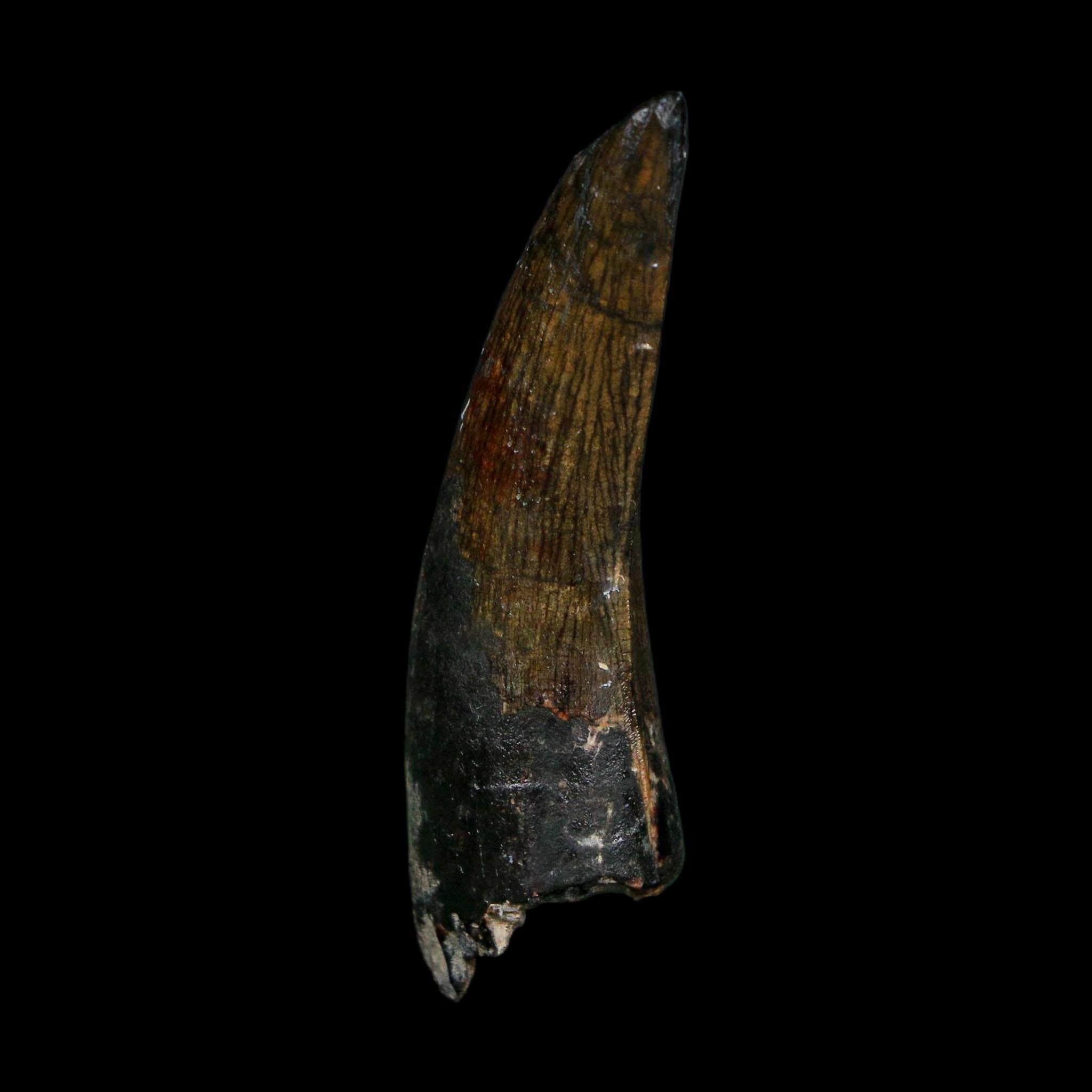 1.8" Suchomimus Fossil Tooth Cretaceous Spinosaurid Dinosaur Elraz FM Niger COA