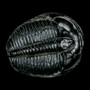 1.2" Elrathia Kingi Trilobite Fossil Utah Cambrian Age 521 Million Years Old COA