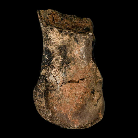 2.3" Brachylophosaurus Fossil Femur End Cretaceous Dinosaur Judith River FM MT COA - Fossil Age Minerals
