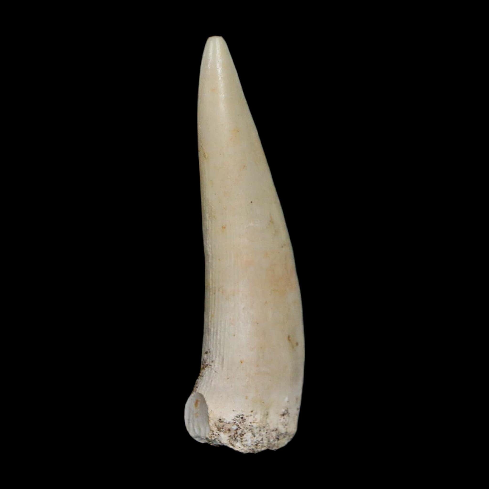 XL 2.1" Saber Toothed Herring Fossil Fang Enchodus Libycus Cretaceous COA Stand - Fossil Age Minerals
