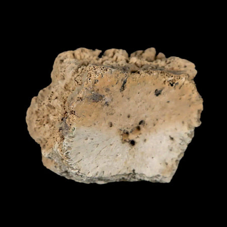1.6" Glyptodon Fossil Osteoderm Scute Plate Bony Armor Pleistocene Uruguay COA