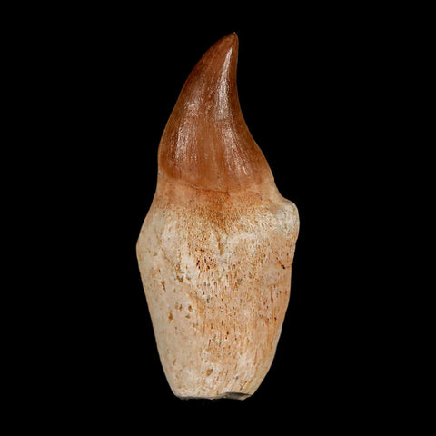 2.2" Halisaurus Walkeri Mosasaur Fossil Tooth Rooted Cretaceous Dinosaur Era COA