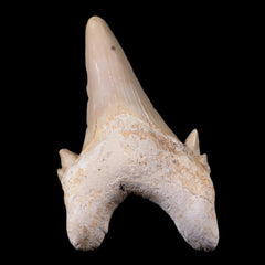 Otodus Obliguus Shark Teeth
