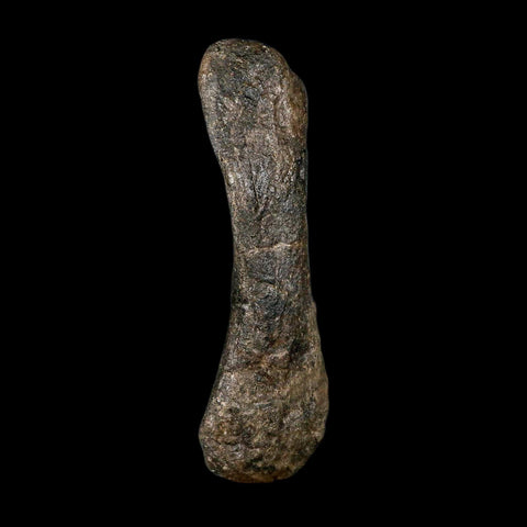 5.6" Hypacrosaurus Dinosaur Fossil Toe Bone Two Medicine FM MT COA, Stand