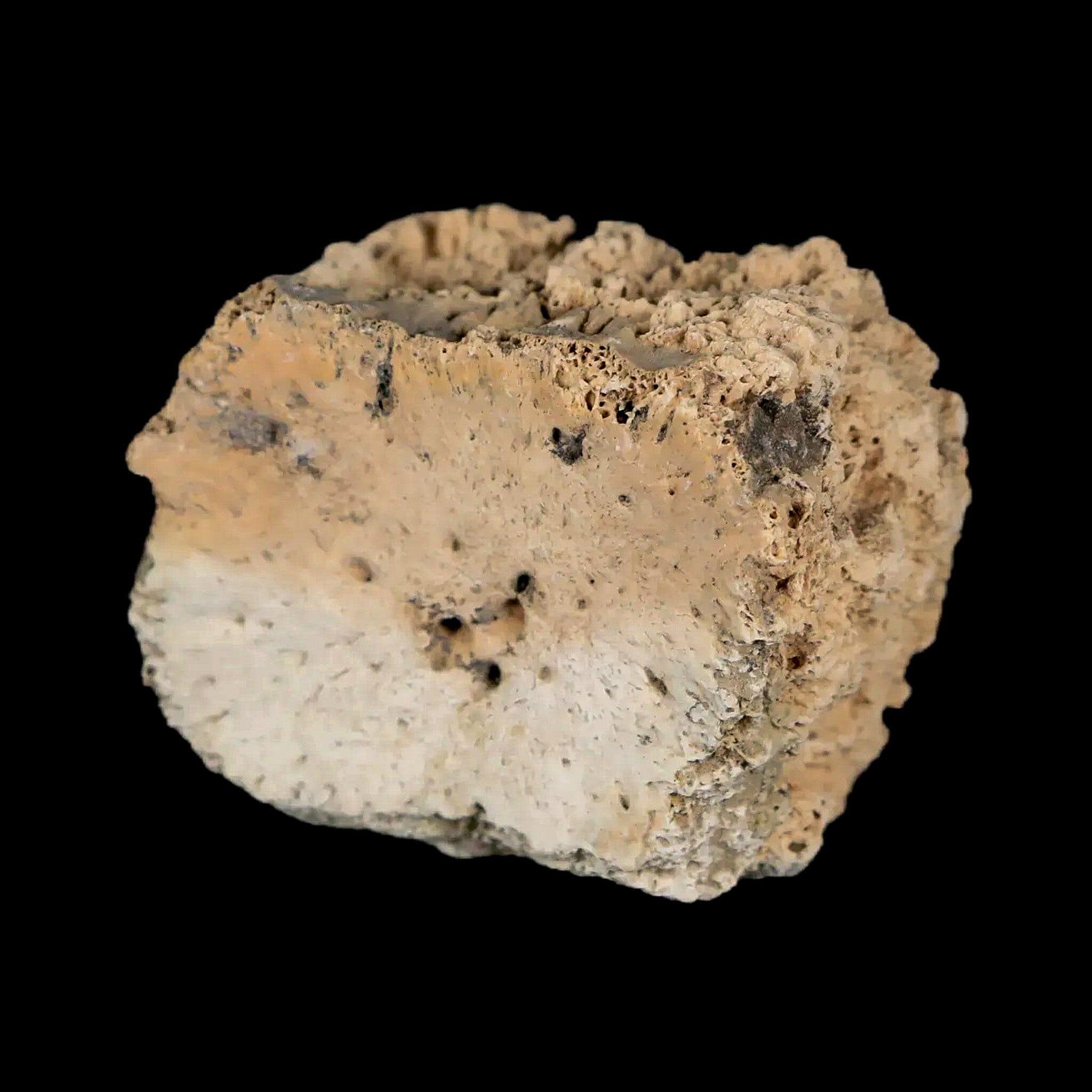 1.6" Glyptodon Fossil Osteoderm Scute Plate Bony Armor Pleistocene Uruguay COA - Fossil Age Minerals