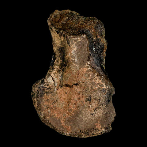 2.3" Brachylophosaurus Fossil Femur End Cretaceous Dinosaur Judith River FM MT COA - Fossil Age Minerals
