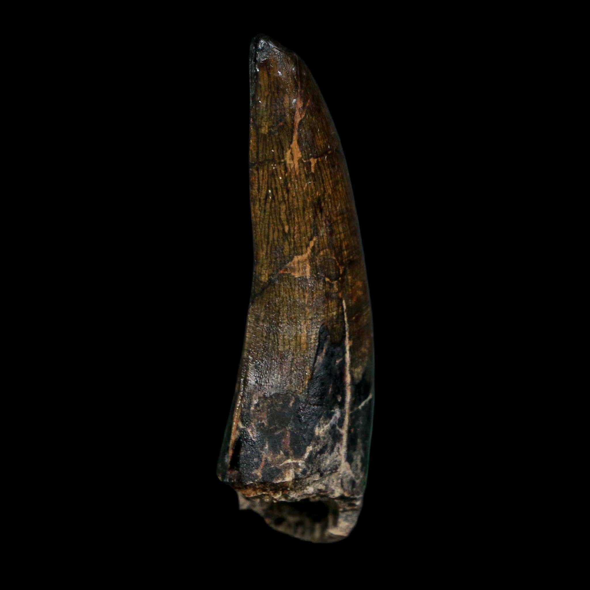 1.8" Suchomimus Fossil Tooth Cretaceous Spinosaurid Dinosaur Elraz FM Niger COA