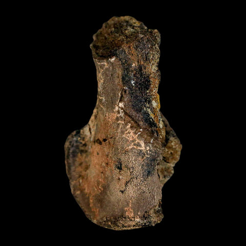 2.3" Brachylophosaurus Fossil Femur End Cretaceous Dinosaur Judith River FM MT COA - Fossil Age Minerals