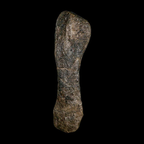 5.6" Hypacrosaurus Dinosaur Fossil Toe Bone Two Medicine FM MT COA, Stand
