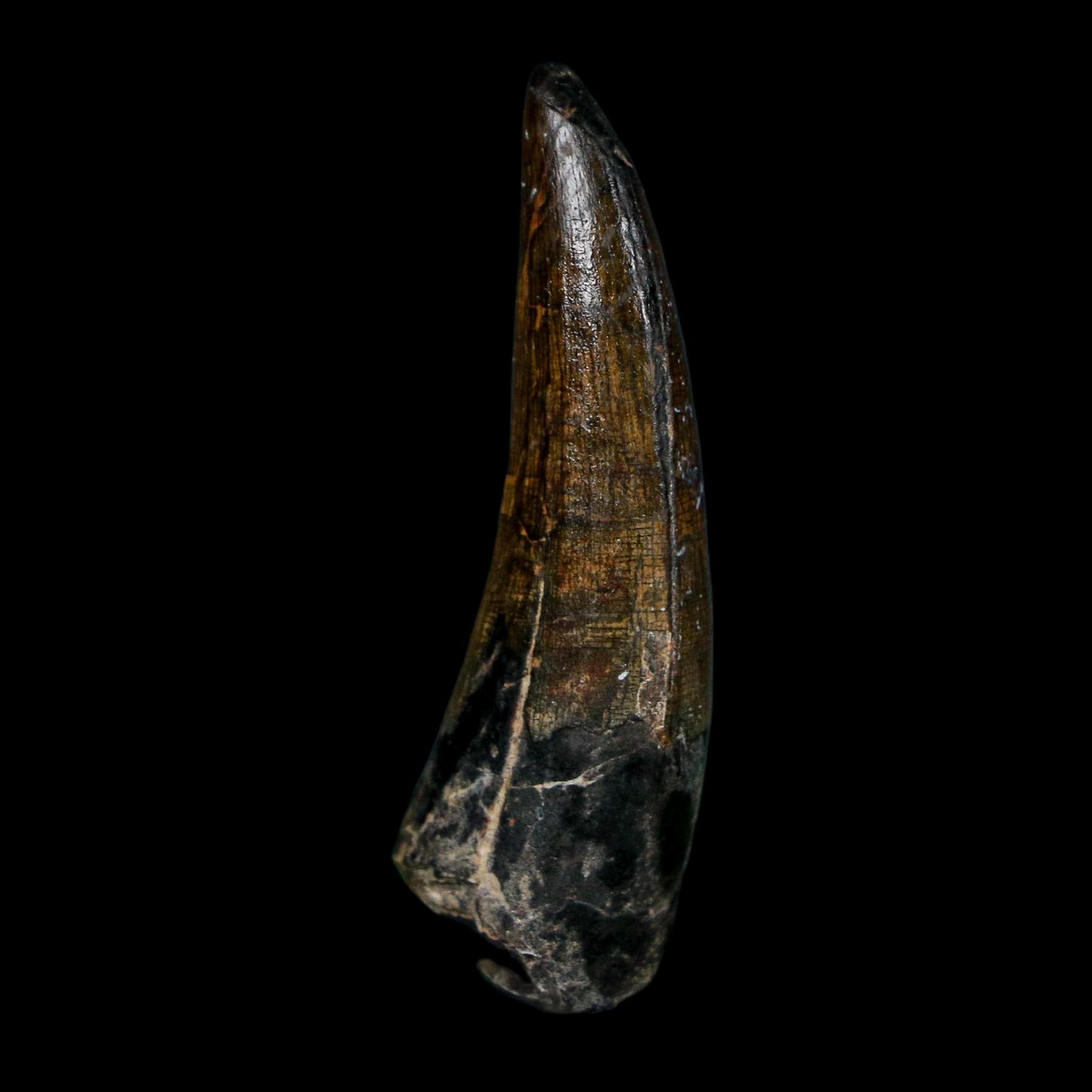 1.8" Suchomimus Fossil Tooth Cretaceous Spinosaurid Dinosaur Elraz FM Niger COA