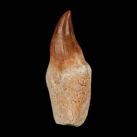 2.2" Halisaurus Walkeri Mosasaur Fossil Tooth Rooted Cretaceous Dinosaur Era COA