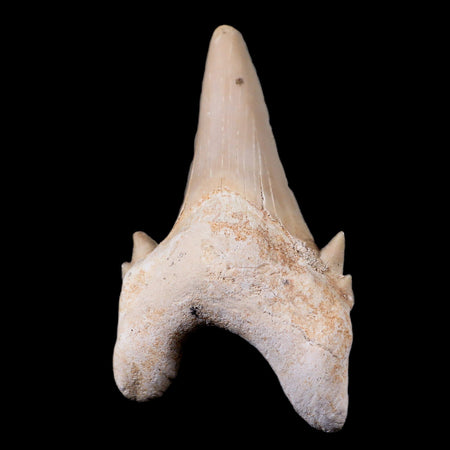 2.2" Otodus Obliquus Shark Fossil Tooth Specimen Oued Zem Morocco COA