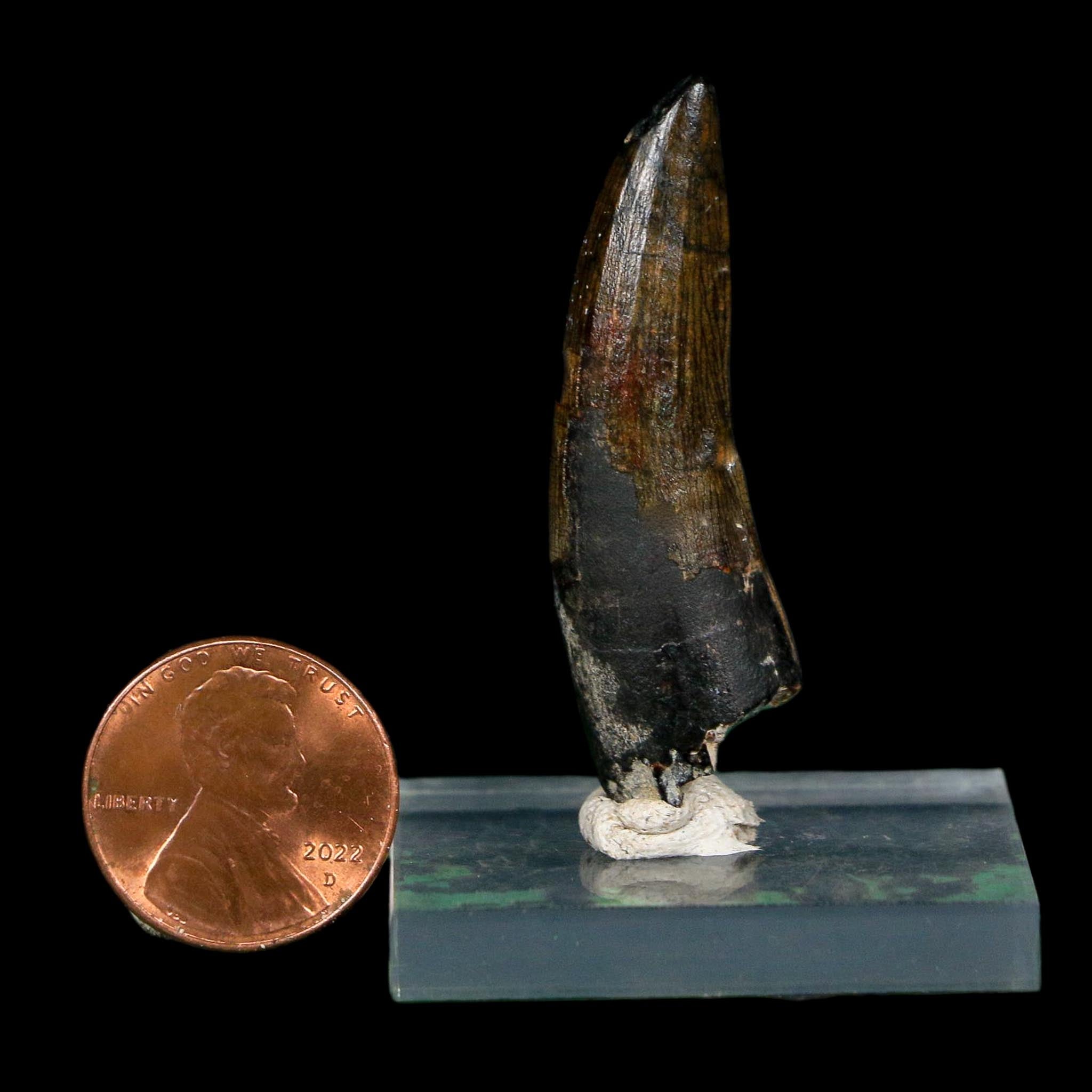 1.8" Suchomimus Fossil Tooth Cretaceous Spinosaurid Dinosaur Elraz FM Niger COA
