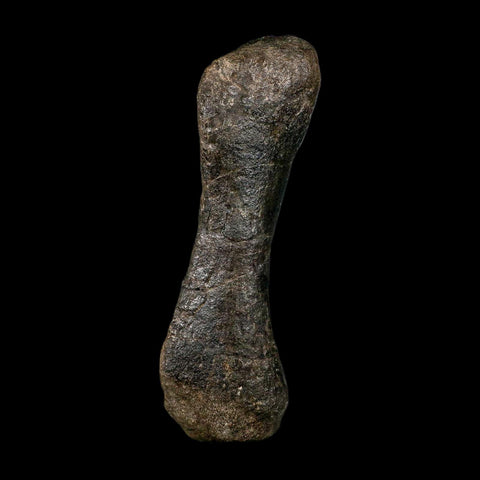 5.6" Hypacrosaurus Dinosaur Fossil Toe Bone Two Medicine FM MT COA, Stand