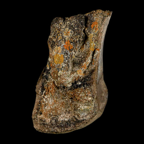 2.3" Brachylophosaurus Fossil Femur End Cretaceous Dinosaur Judith River FM MT COA - Fossil Age Minerals