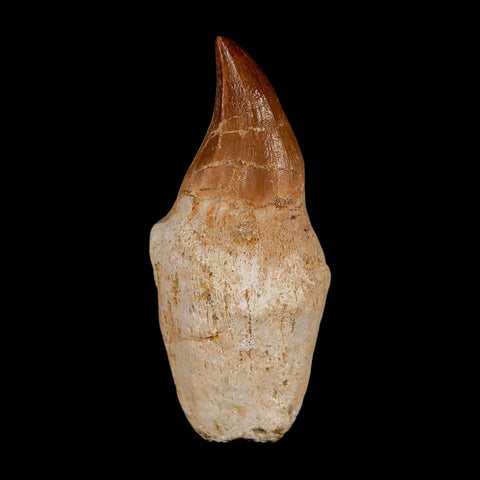 2.2" Halisaurus Walkeri Mosasaur Fossil Tooth Rooted Cretaceous Dinosaur Era COA