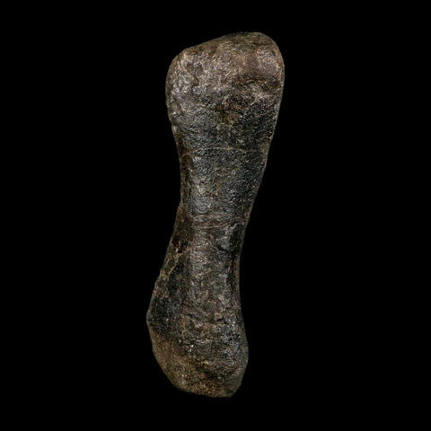 5.6" Hypacrosaurus Dinosaur Fossil Toe Bone Two Medicine FM MT COA, Stand