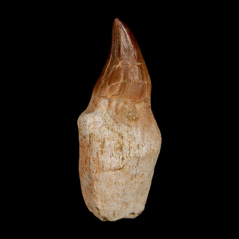 2.2" Halisaurus Walkeri Mosasaur Fossil Tooth Rooted Cretaceous Dinosaur Era COA