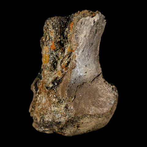 2.3" Brachylophosaurus Fossil Femur End Cretaceous Dinosaur Judith River FM MT COA - Fossil Age Minerals