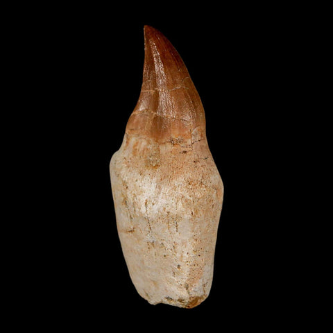 2.2" Halisaurus Walkeri Mosasaur Fossil Tooth Rooted Cretaceous Dinosaur Era COA