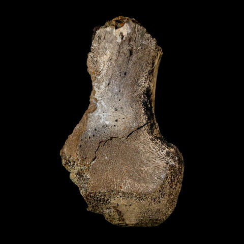 2.3" Brachylophosaurus Fossil Femur End Cretaceous Dinosaur Judith River FM MT COA - Fossil Age Minerals