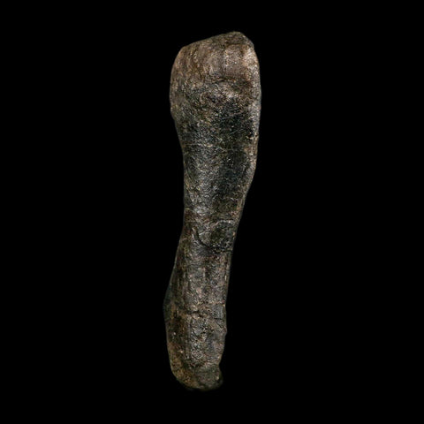 5.6" Hypacrosaurus Dinosaur Fossil Toe Bone Two Medicine FM MT COA, Stand